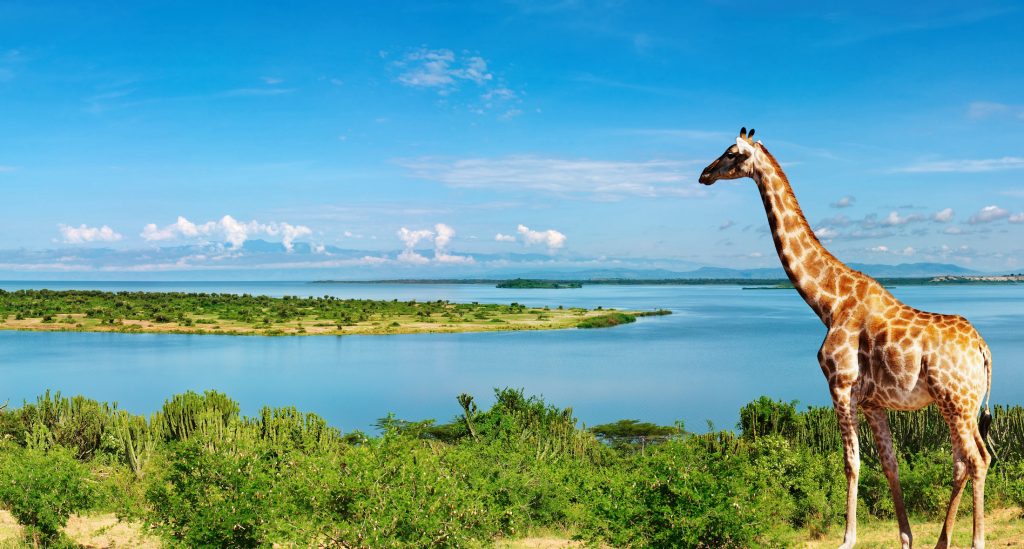 Nile River In Uganda / Giraffe