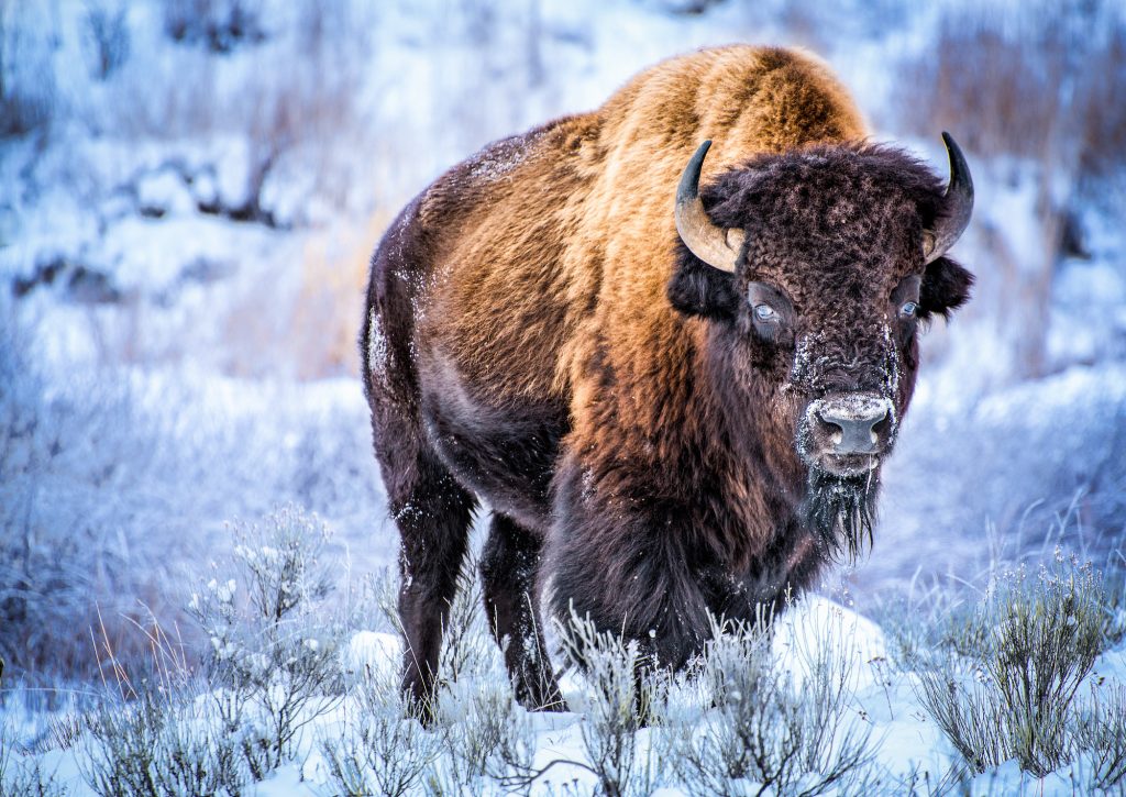 The bison is part of americas wildlide