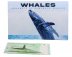 The Humpback Whale, Tonga 1 Pa'anga Banknote, 2009 ND, P-37a.2, UNC, Folder – Card w/ COA